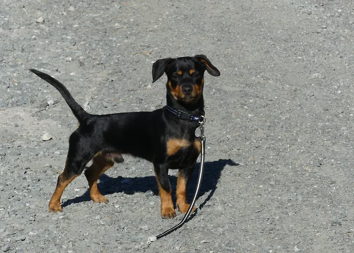 Kirchenwirt Бад-Кляйнкірхгайм